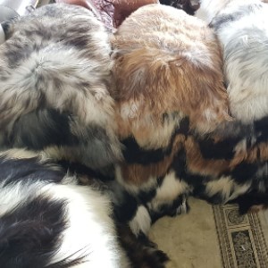 Icelandic schaffell farbe teppich lammfell mehrfarbig haut